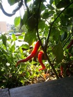 Jaco's Tacos Pepper Plants