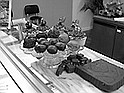 Photo detail