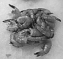 Photo detail