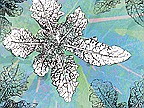 Photo detail