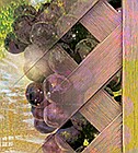 Photo detail