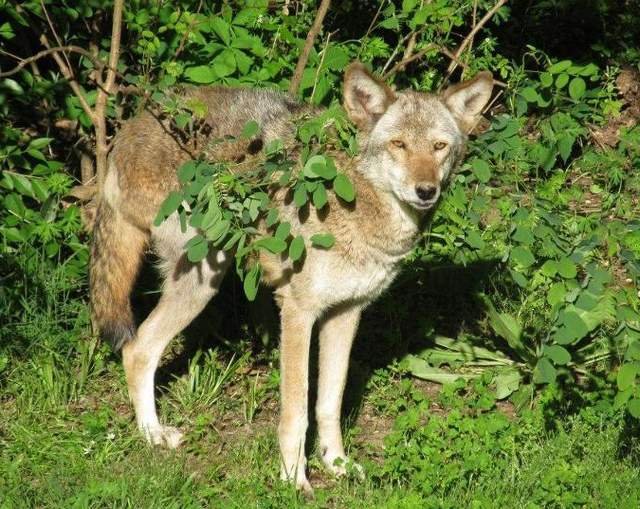 Sunset, one of two red wolves at the Jackson Zoo, has died.