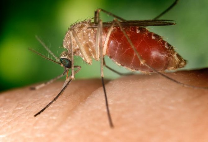 Mississippi has one of the nation's highest rates of West Nile infections and rates of death from the mosquito-borne disease.