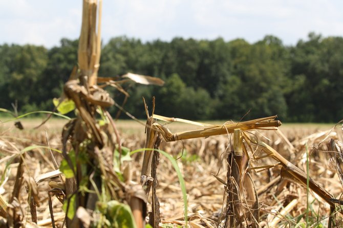Mississippi farmers had little to complain about come corn-harvesting season this year. Fields like this one produced well, unlike those that suffered through the widespread drought in the midwestern United States.
