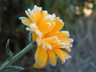 The first frosts of the season can destroy plants if you aren’t prepared. 