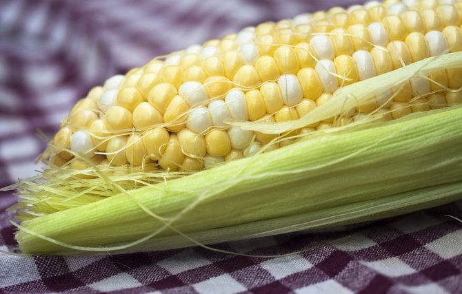 Genetically modified organisms in crops such as corn can have a negative effect on both the environment and the consumer.