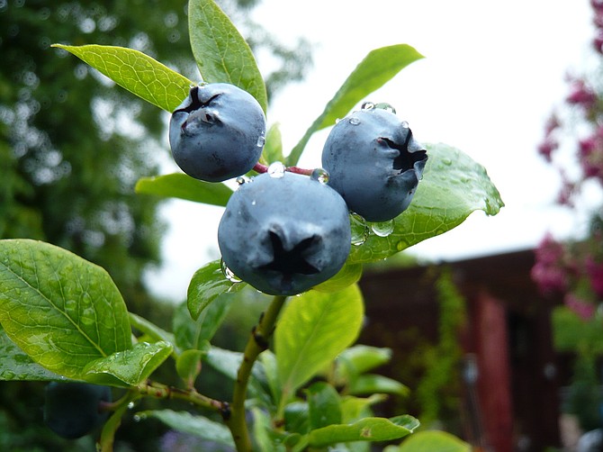 Blueberries are one of the easiest fruit trees to grow.