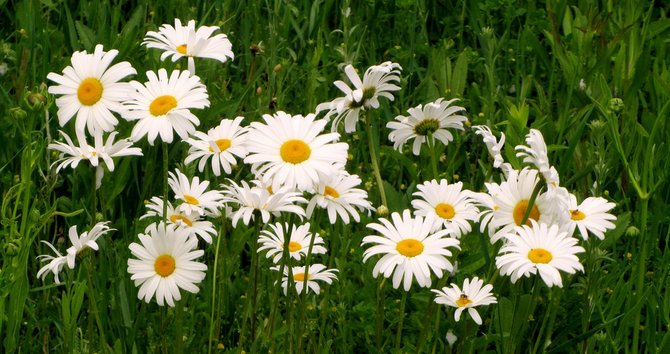 Carol Moore did not like having her picture taken. Daisies were her favorite flower.