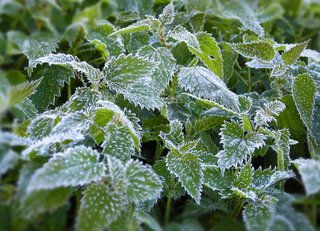 Don’t risk a cold snap ruining your crops by planting too early.