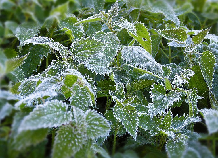 Don’t risk a cold snap ruining your crops by planting too early.