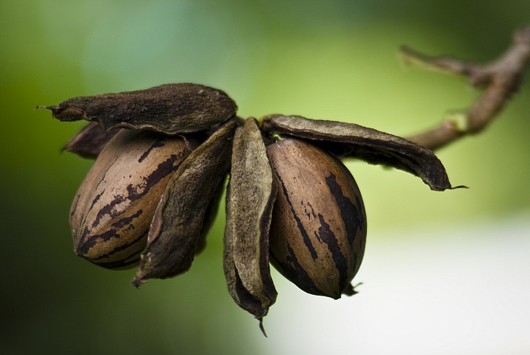 Using organic methods can help ensure your pecan trees continue to bear nuts.