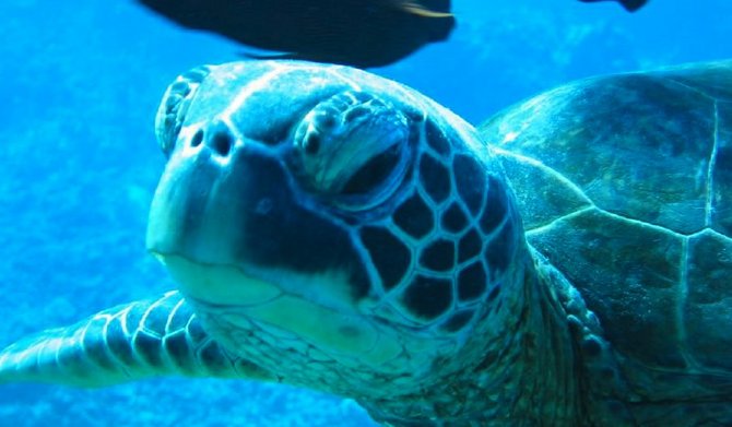 Scientists are discovering that sea turtles, long ignored by toxicologists who study wildlife, are highly contaminated with industrial chemicals and pesticides.
