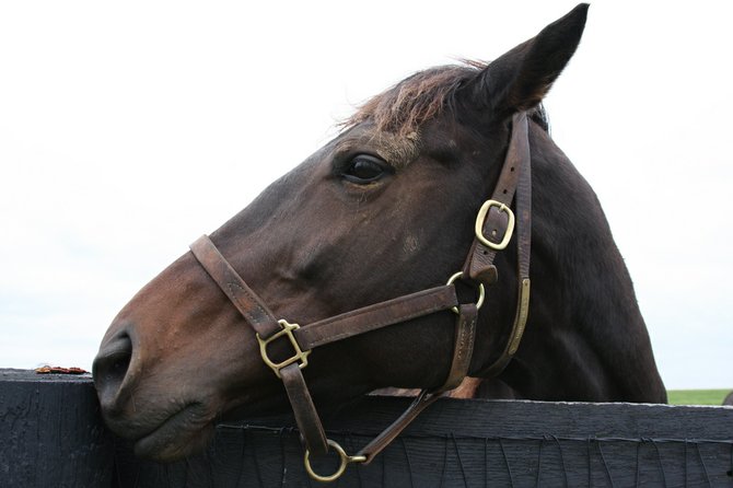 Horses for Handicapped gives local kids and adults with disabilities a chance to interact with horses.