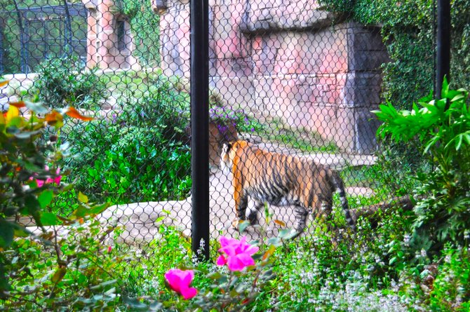 The Jackson Zoo is keeping its options open as it continues to adapt to meet the challenges of a modern facility on a controlled budget.