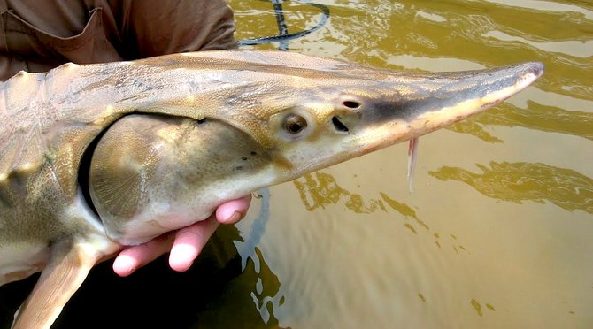 Developers of a flood-control project will have to demonstrate that the plan does not violate federal laws that protect such endangered species such the Gulf sturgeon.