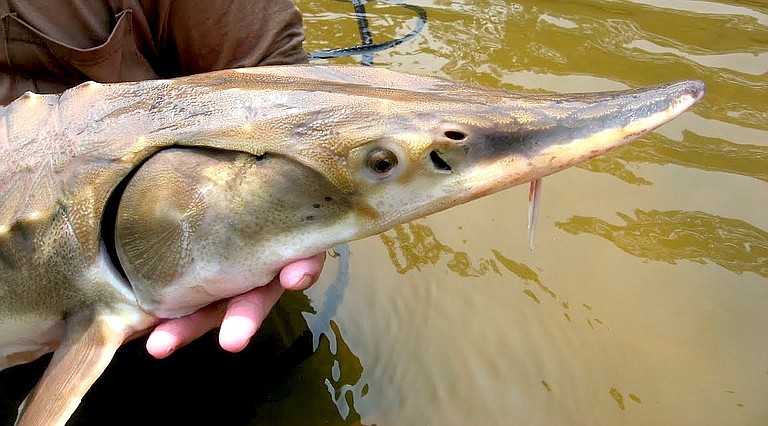 Developers of a flood-control project will have to demonstrate that the plan does not violate federal laws that protect such endangered species such the Gulf sturgeon.