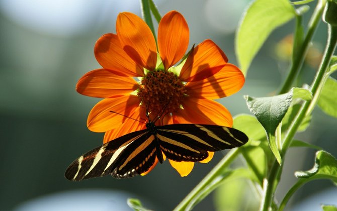 The steady advance in the arrival of spring each year may mean that some butterfly species that develop early will simply be unable to adapt any further.