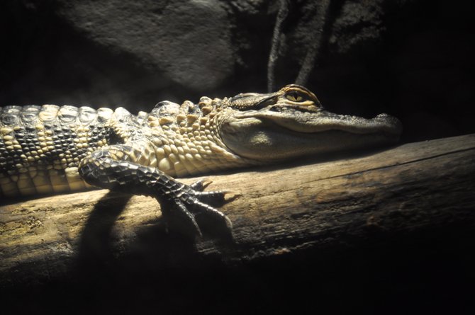 Thanks to wildlife-conservation laws, small alligators like this one can grow up to be big alligators like the three record-shattering gators caught recently in Mississippi waters.