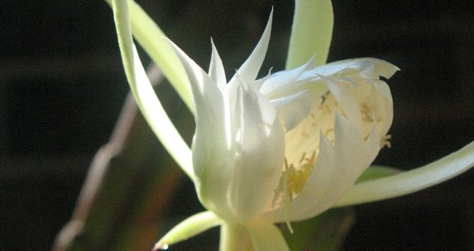 Eudora Welty’s night-blooming Cereus flowers inspired a reading club at Lemuria Books.