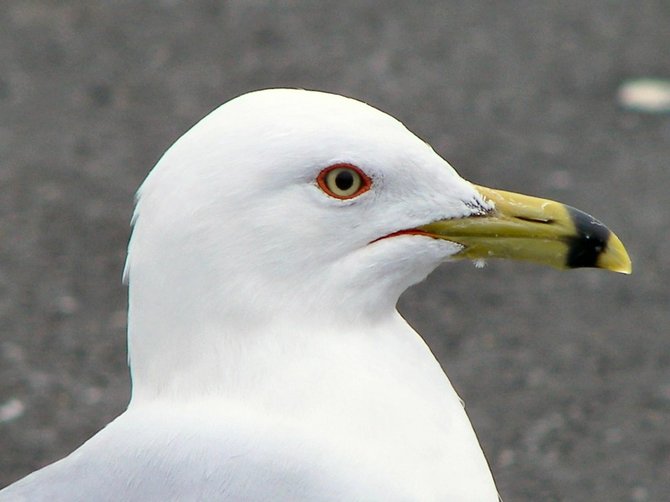 Eggs of Ring-billed Gulls collected from northern Alberta's Mamawi Lake in 2012 had 139 percent more mercury than in 2009.