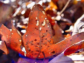 Photo detail