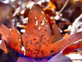 Help your community by following city guidelines on the disposal of leaves.