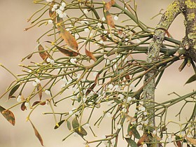 Photo detail