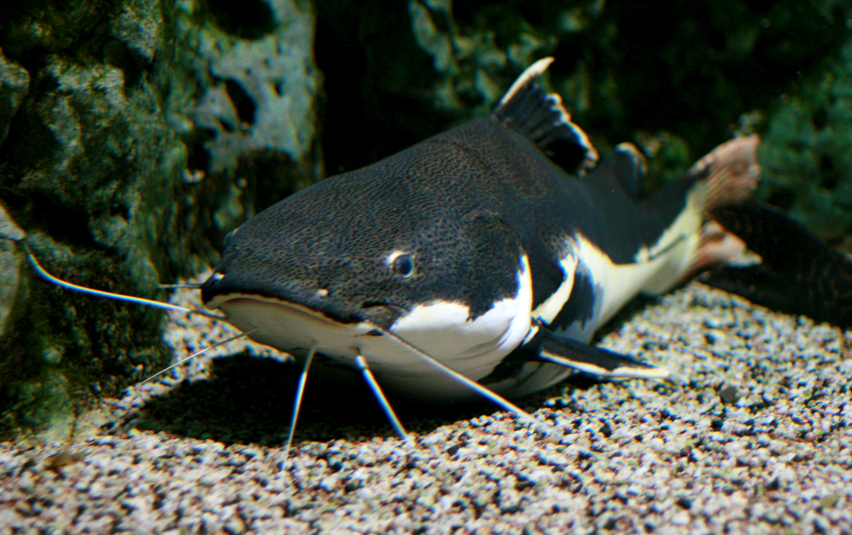 Рыба сом фото. Catfish рыба. Морской сомик. Wels Catfish. Красноперый сом аквариумный.