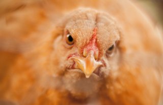 A large tornado that tore through the East Mississippi community of Noxapater (pronounced Nox-uh-PAY-ter) on Monday made a direct hit on Wilkes Farm. In minutes, the howling winds blew away eight aluminum- and wood-framed poultry houses, each holding 28,500 broilers apiece.