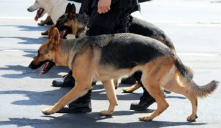 The K-9 unit has two trained German shepherds, two primary handlers and an alternate handler. The unit will make unannounced visits to all four MTC facilities.