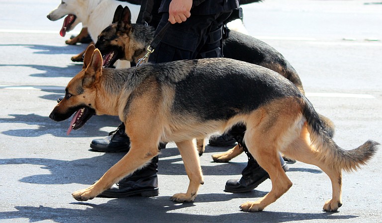 The K-9 unit has two trained German shepherds, two primary handlers and an alternate handler. The unit will make unannounced visits to all four MTC facilities.