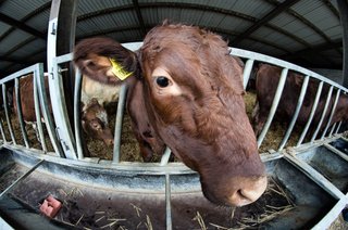 Rice said video, which will be released Tuesday, shows the animals "being kicked, shocked, beaten, and dragged by their ears and tails. It also shows management acknowledging that animals are deprived of food and water."