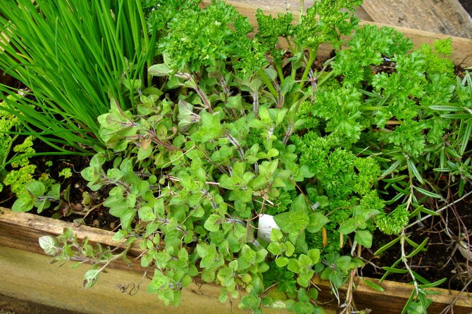Growing herbs isn’t rocket science.
