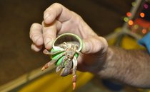 photo thumbnail