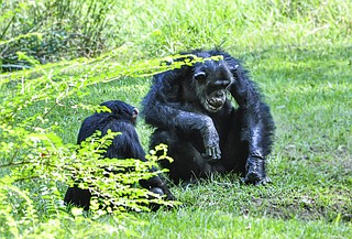 The Jackson Zoo's Wild Learning program provides free admission and transportation to students from low-income households and diverse ethnicities that do not ordinarily have the means to visit the zoo.