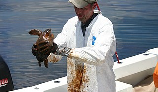 Dr. Brian Stacy, NOAA veterinarian, prepares to clean a Kemp’s Ridley Turtle, among the rarest of sea turtles, following the Gulf oil spill. Photo courtesy NOAA and Georgia Department of Natural Resources