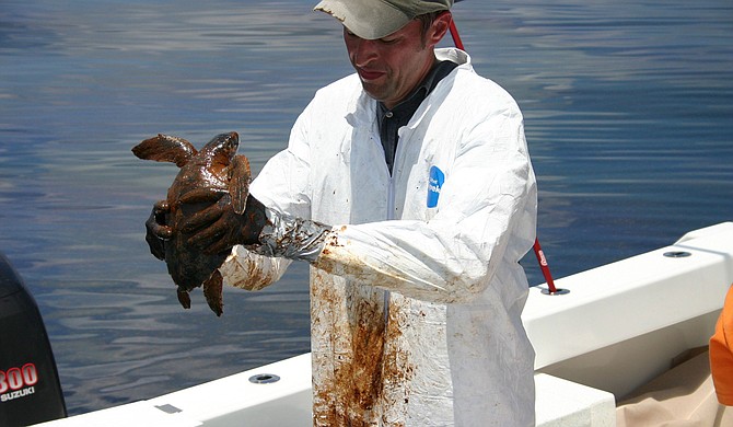Dr. Brian Stacy, NOAA veterinarian, prepares to clean a Kemp’s Ridley Turtle, among the rarest of sea turtles, following the Gulf oil spill. Photo courtesy NOAA and Georgia Department of Natural Resources