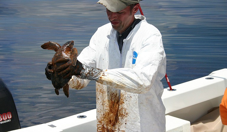 Dr. Brian Stacy, NOAA veterinarian, prepares to clean a Kemp’s Ridley Turtle, among the rarest of sea turtles, following the Gulf oil spill. Photo courtesy NOAA and Georgia Department of Natural Resources