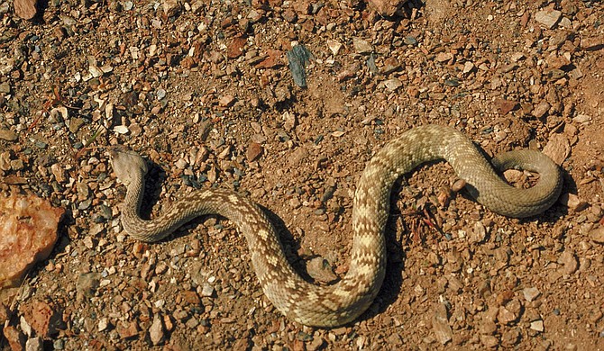 Snakes are generally not aggressive and often fear humans. File Photo