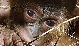 Sabah holds her newborn baby male orangutan at the Jackson Zoo. Photo courtesy Jackson Zoo