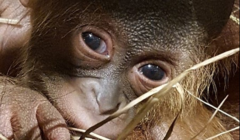 Sabah holds her newborn baby male orangutan at the Jackson Zoo. Photo courtesy Jackson Zoo