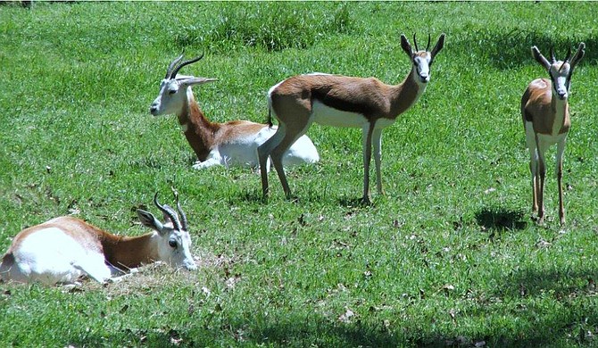 On Dec. 18, zookeepers found five dead springbok and one gazelle. Now, zoo officials want Jackson officials to help make repairs to keep feral dogs out of the park. Photo courtesy Jackson Zoo