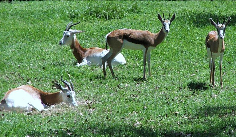On Dec. 18, zookeepers found five dead springbok and one gazelle. Now, zoo officials want Jackson officials to help make repairs to keep feral dogs out of the park. Photo courtesy Jackson Zoo