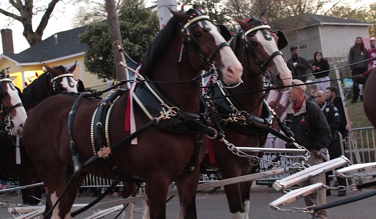 The Budweiser Clydesdales will be at this year’s Zippity Doo Dah Parade.