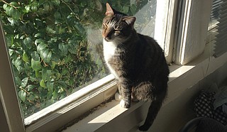 Pets can also be subjected to lead in the home, especially if the paint is disturbed. Pets can ingest paint chips, sometimes found around the foundation of a home, especially when it is swept up into polling rainwater.