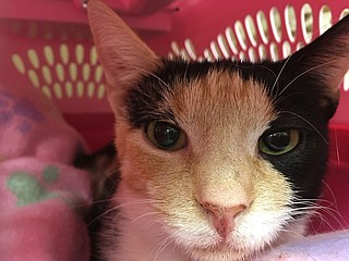Mississippi Spay and Neuter is offering free spay and neuter services for pet and feral cats for residents of northeast Jackson at its Big Fix Clinic in Pearl. Photo courtesy Shelby Parsons