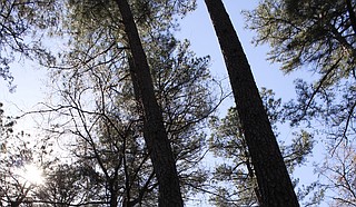 Mississippi has many ways to experience nature, such as the Mississippi Petrified Forest.