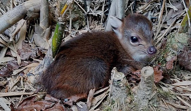 Photo courtesy Hattiesburg Zoo