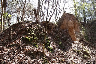Use this summer to check out notable sites around the state, such as the Mississippi Petrified Forest in Flora.