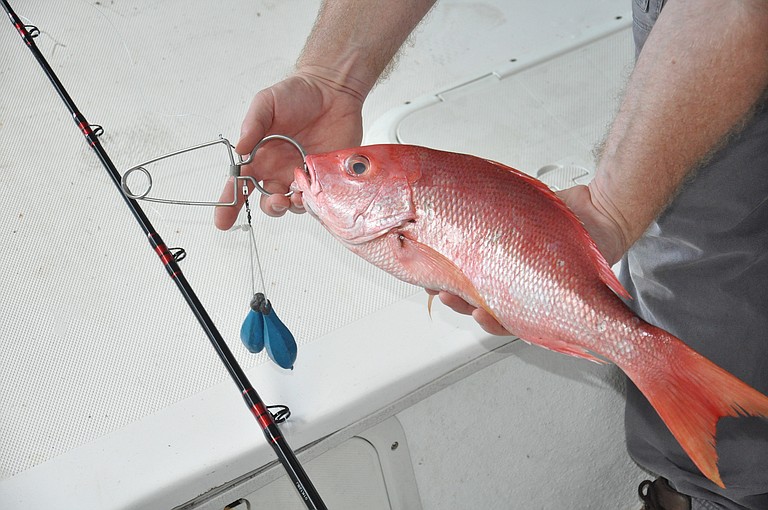 The U.S. Commerce Department has said the economic benefit from allowing weekend fishing this summer by recreational anglers in federal waters outweighs the harm to the red snapper species, which is still recovering from disastrous overfishing. Photo courtesy Flickr/MyFWC